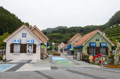 보성녹차밭 20260524
